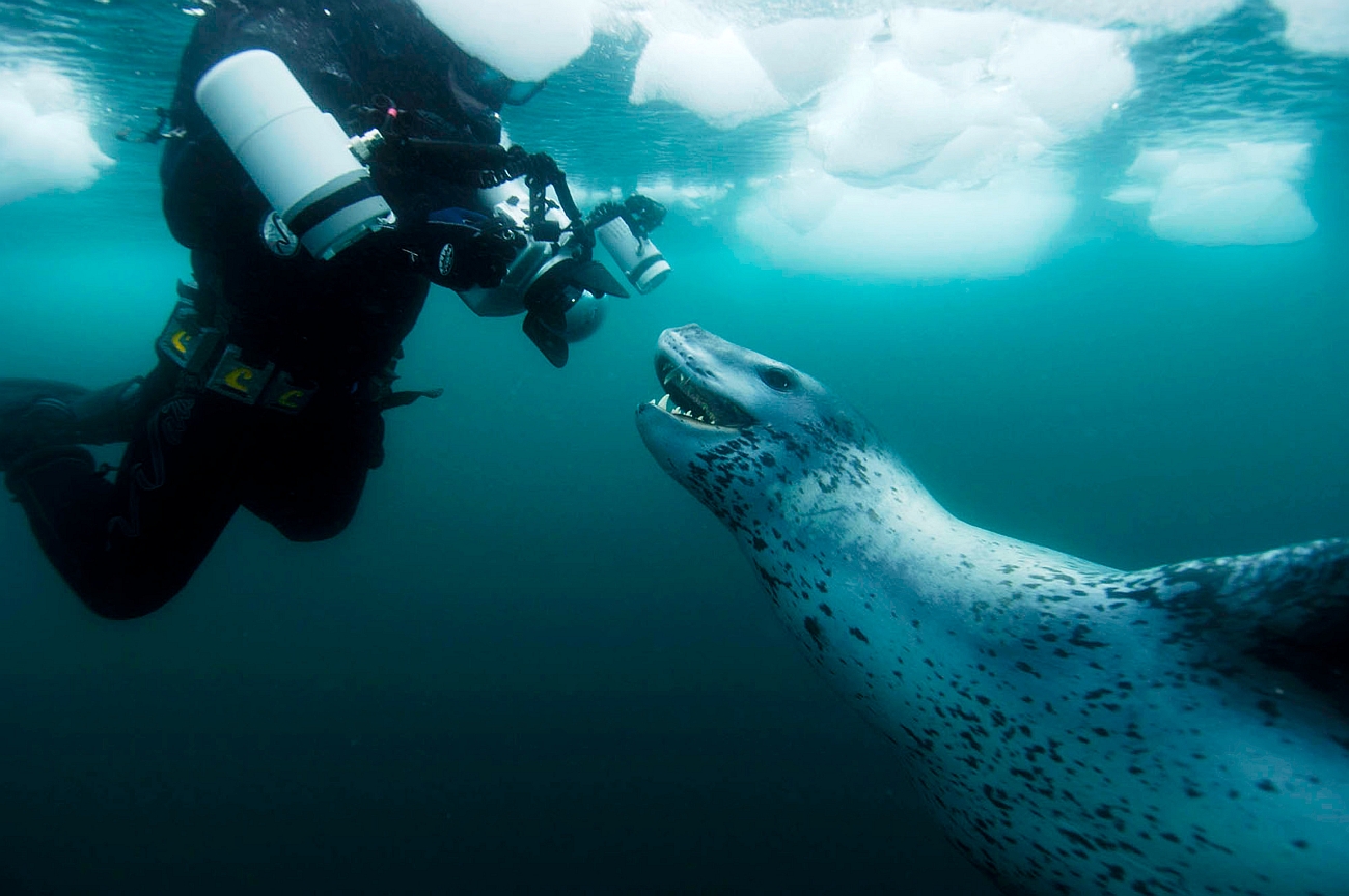 фотографии морского леопарда